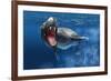 Leopard Seal Swimming Underwater Showing its Sharp Teeth-null-Framed Art Print