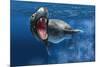 Leopard Seal Swimming Underwater Showing its Sharp Teeth-null-Mounted Art Print