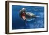 Leopard Seal Swimming Underwater Showing its Sharp Teeth-null-Framed Art Print