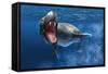 Leopard Seal Swimming Underwater Showing its Sharp Teeth-null-Framed Stretched Canvas