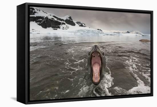 Leopard Seal-Paul Souders-Framed Stretched Canvas