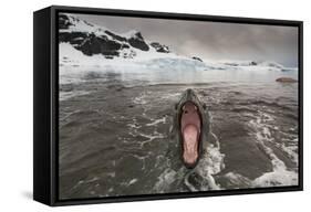 Leopard Seal-Paul Souders-Framed Stretched Canvas