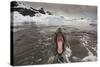 Leopard Seal-Paul Souders-Stretched Canvas