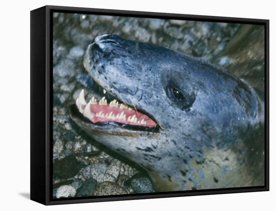 Leopard Seal-null-Framed Stretched Canvas