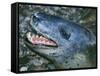 Leopard Seal-null-Framed Stretched Canvas