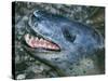 Leopard Seal-null-Stretched Canvas