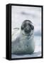 Leopard Seal-DLILLC-Framed Stretched Canvas