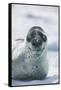 Leopard Seal-DLILLC-Framed Stretched Canvas