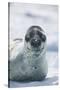 Leopard Seal-DLILLC-Stretched Canvas