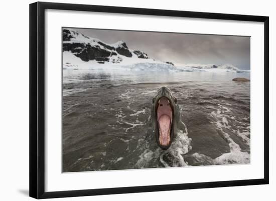 Leopard Seal-Paul Souders-Framed Photographic Print