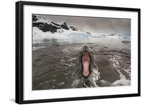 Leopard Seal-Paul Souders-Framed Photographic Print