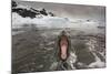 Leopard Seal-Paul Souders-Mounted Photographic Print