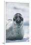 Leopard Seal-DLILLC-Framed Photographic Print