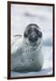 Leopard Seal-DLILLC-Framed Photographic Print