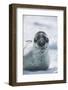 Leopard Seal-DLILLC-Framed Photographic Print