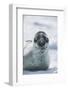 Leopard Seal-DLILLC-Framed Photographic Print