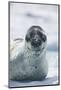 Leopard Seal-DLILLC-Mounted Photographic Print