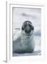 Leopard Seal-DLILLC-Framed Photographic Print