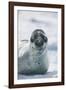 Leopard Seal-DLILLC-Framed Photographic Print