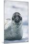 Leopard Seal-DLILLC-Mounted Photographic Print