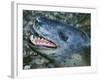 Leopard Seal-null-Framed Photographic Print