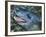 Leopard Seal-null-Framed Photographic Print