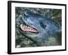 Leopard Seal-null-Framed Photographic Print