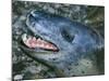 Leopard Seal-null-Mounted Photographic Print