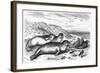 Leopard Seal-Robert Kretschner-Framed Art Print