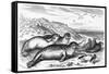 Leopard Seal-Robert Kretschner-Framed Stretched Canvas