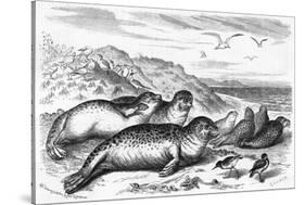 Leopard Seal-Robert Kretschner-Stretched Canvas