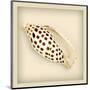 Leopard Shell-null-Mounted Art Print