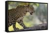 Leopard Snarling-DLILLC-Framed Stretched Canvas