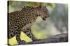 Leopard Snarling-DLILLC-Stretched Canvas