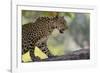 Leopard Snarling-DLILLC-Framed Photographic Print