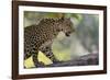 Leopard Snarling-DLILLC-Framed Photographic Print