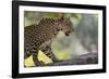 Leopard Snarling-DLILLC-Framed Photographic Print