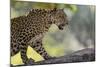 Leopard Snarling-DLILLC-Mounted Photographic Print
