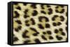 Leopard Spots Showing Markings-null-Framed Stretched Canvas