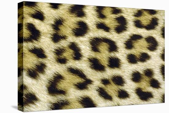 Leopard Spots Showing Markings-null-Stretched Canvas