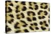 Leopard Spots Showing Markings-null-Stretched Canvas