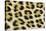 Leopard Spots Showing Markings-null-Stretched Canvas