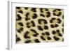 Leopard Spots Showing Markings-null-Framed Photographic Print