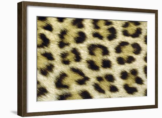 Leopard Spots Showing Markings-null-Framed Photographic Print