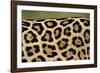 Leopard Spots-Staffan Widstrand-Framed Giclee Print