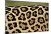 Leopard Spots-Staffan Widstrand-Mounted Giclee Print