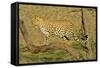 Leopard Standing on Acacia Branch-null-Framed Stretched Canvas