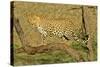 Leopard Standing on Acacia Branch-null-Stretched Canvas