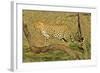 Leopard Standing on Acacia Branch-null-Framed Photographic Print