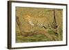 Leopard Standing on Acacia Branch-null-Framed Photographic Print